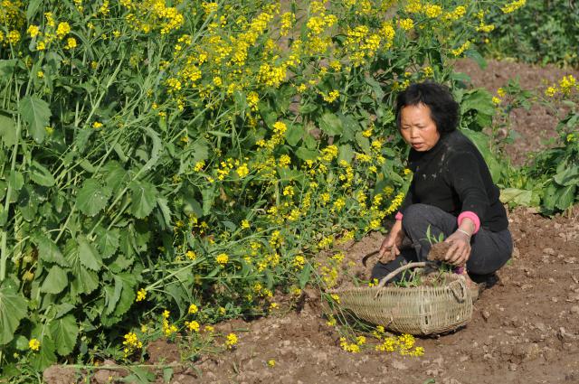 mutter mit maispflanzen